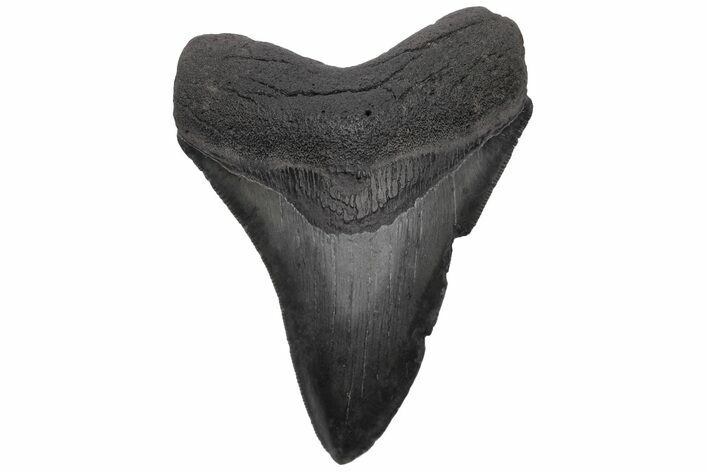 Serrated, Fossil Megalodon Tooth - South Carolina #236077